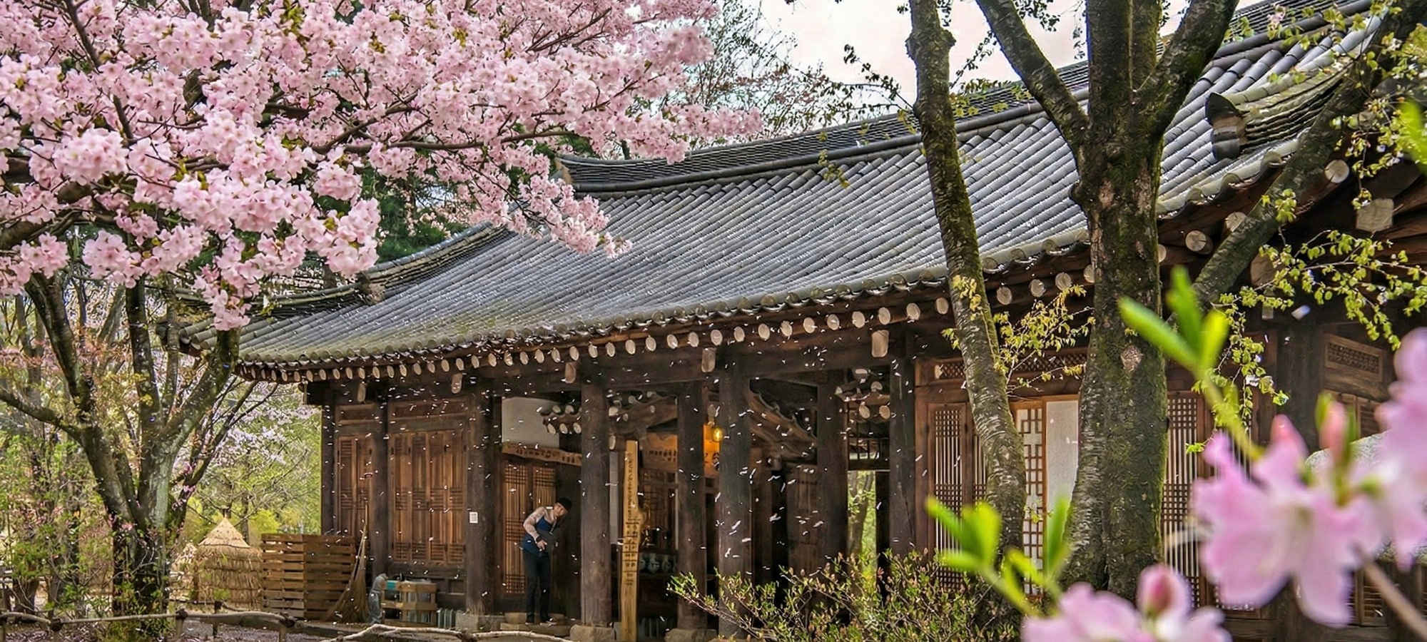Nami Island trees and walking path