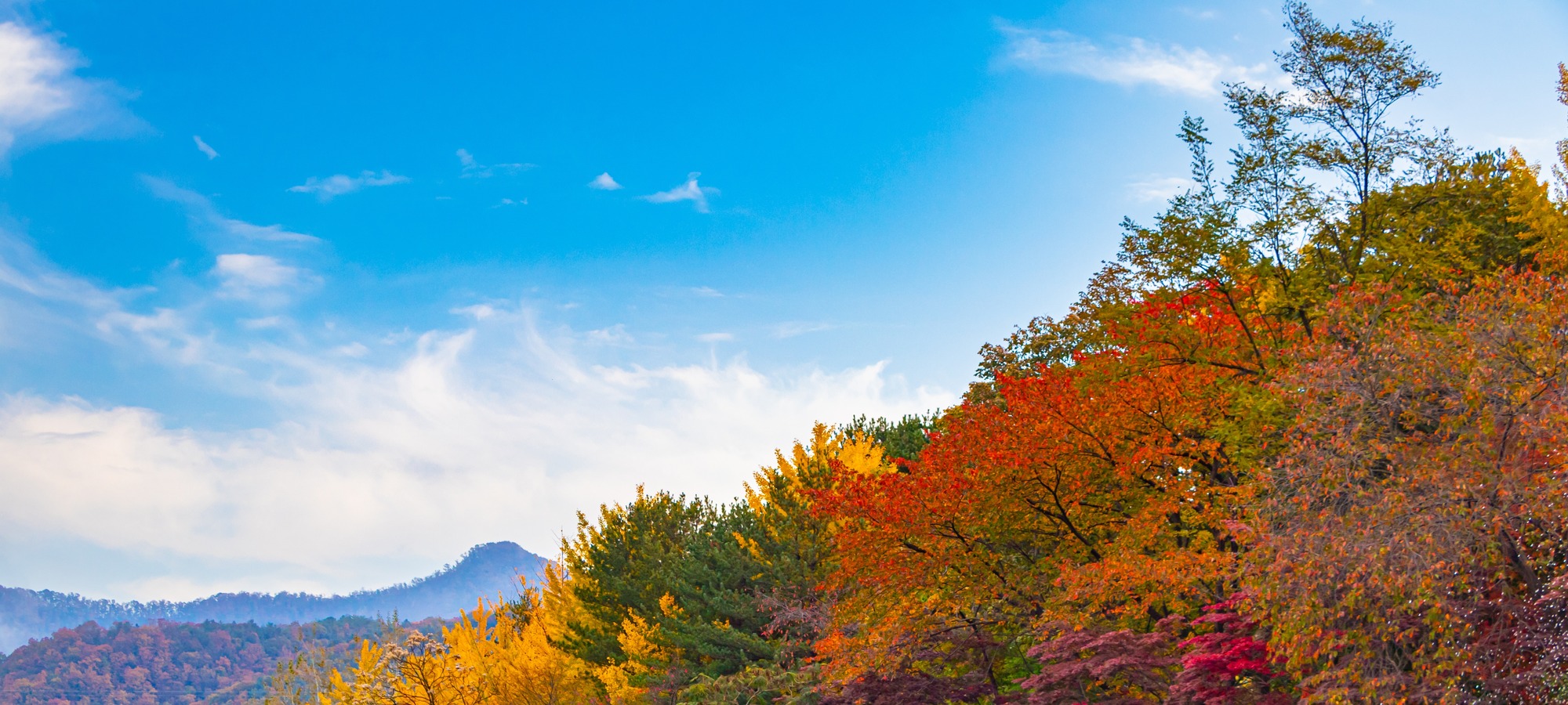 A quiet tree-lined path on Nami Island