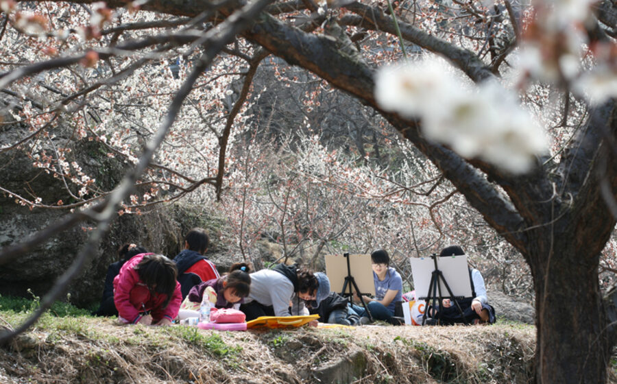 Gwangyang Maehwa Festival in Jeollanam-do