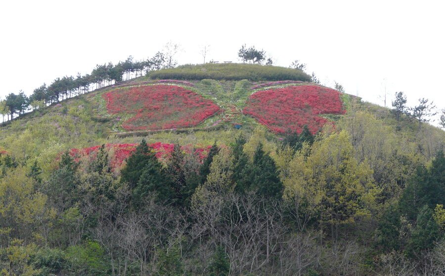 Hampyeong Butterfly Festival in Jeollanam-do