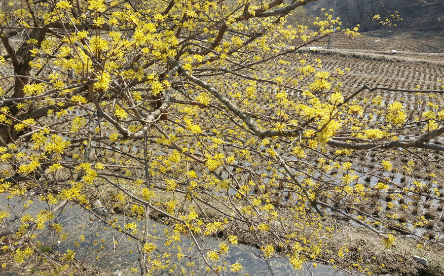 Icheon Baeksa Sansuyu Flower Festival in Gyeonggi Province