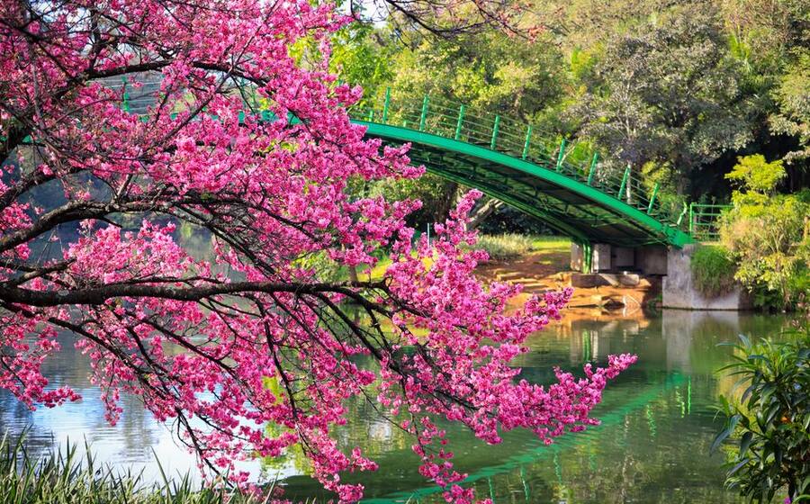 Representative image related to Spring bloom in Korea