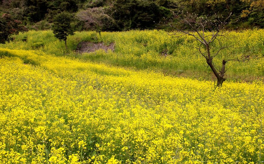 Jeju Canola Flower Festival in Jeju Special Self-Governing Province