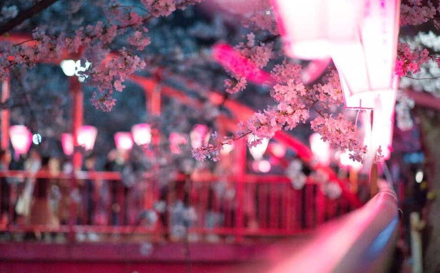 Representative image related to Spring bloom in Korea