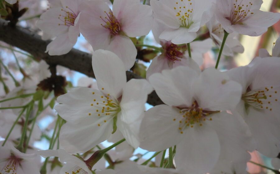 Jinhae Gunhangje Cherry Blossom Festival in Gyeongsangnam-do