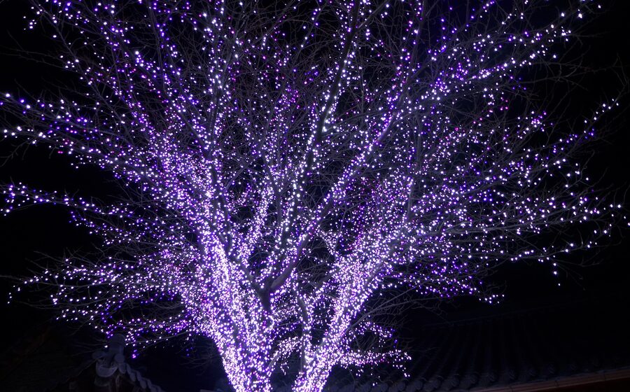 Lighting Festival at The Garden of Morning Calm in Gyeonggi Province