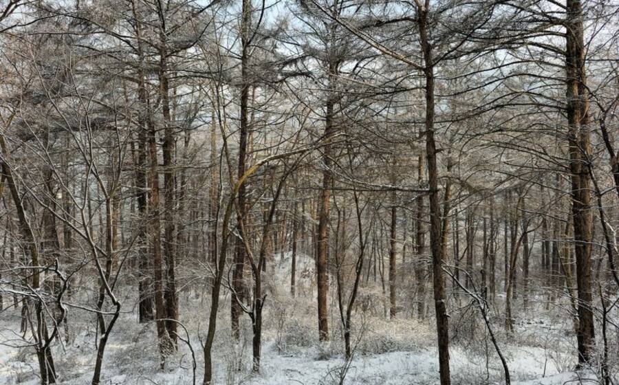 Representative image related to Winter festival in Korea
