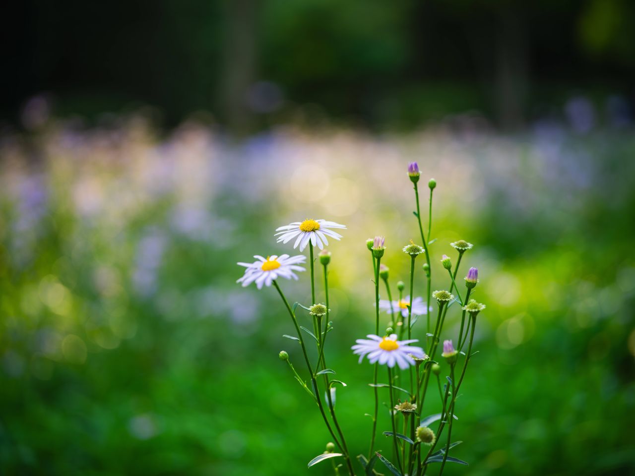 Seoul Forest for a family-friendly private tour