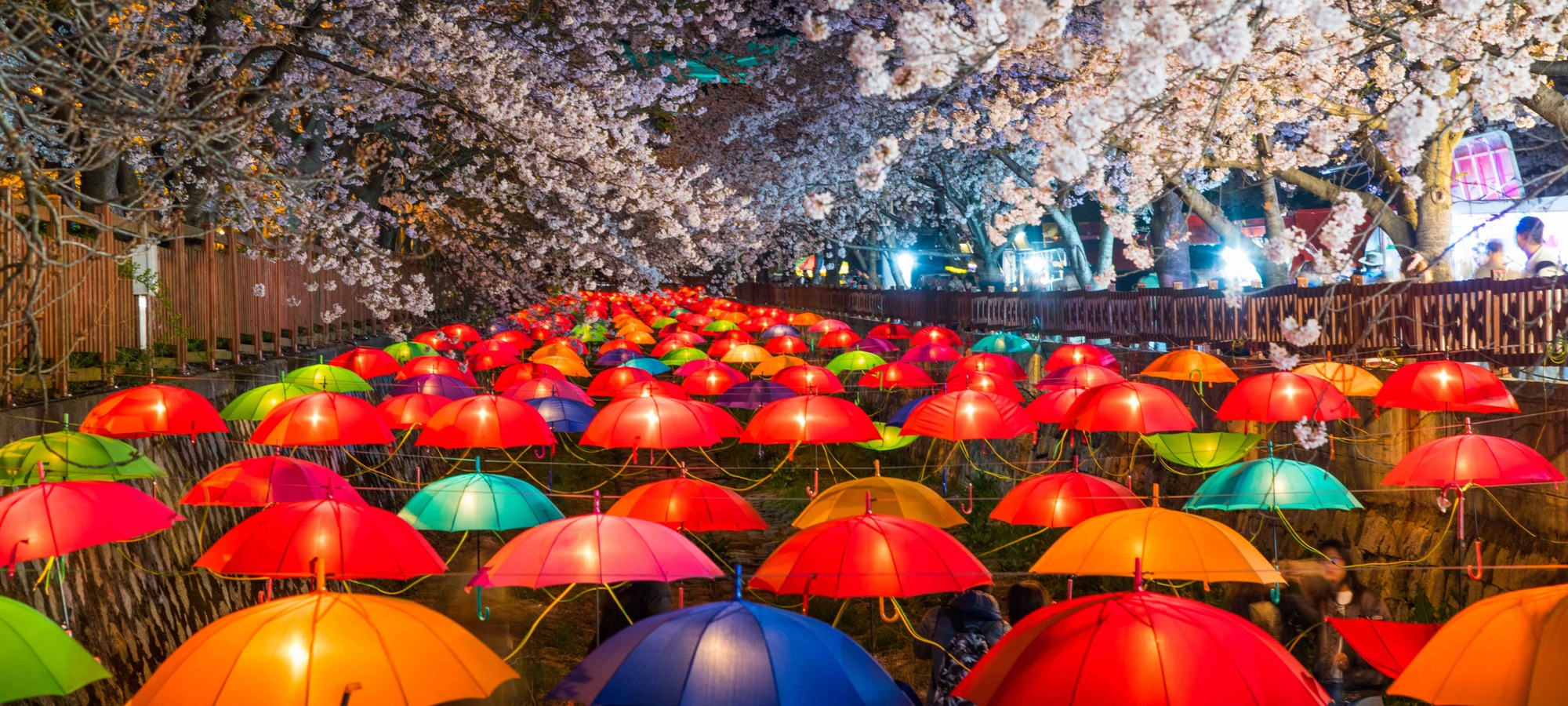 Cherry Blossom Week Route