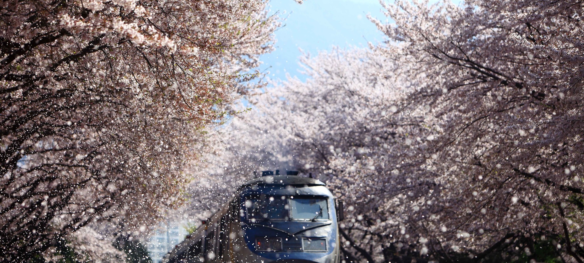 Cherry blossoms in Jinhae